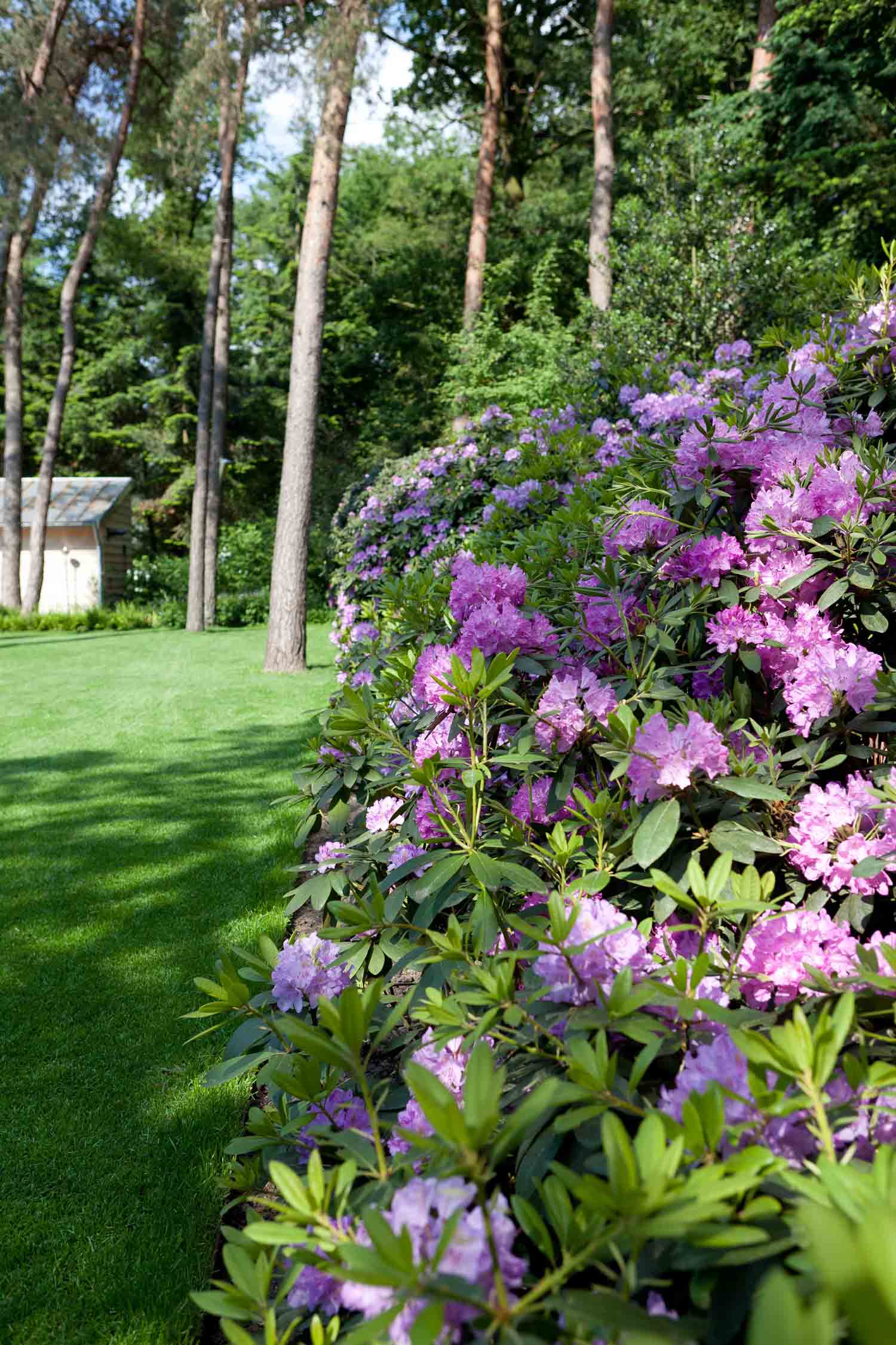 Hoveniersbedrijf G.Weultjes bostuin Rhododendron.jpg